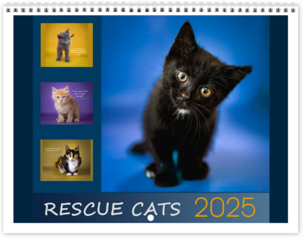 Cat Calendar 2025